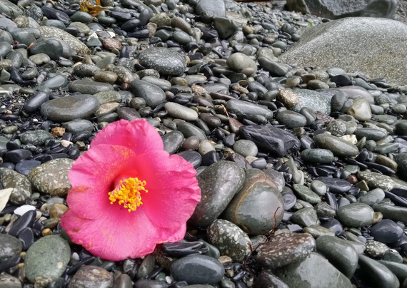 photo of a camellia flower that has fallen onto a beach of smooth black stones that are wet from the rain in coastal Japan