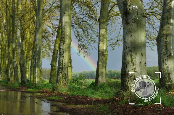 arco iris entre los árboles de los otros históricos Aranjuez