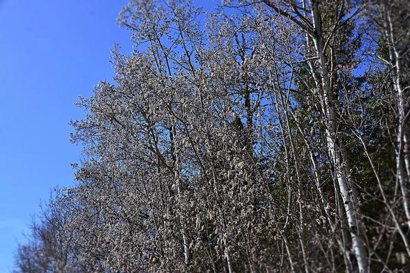 Looking up at a strip of mixed woods, with many aspens in front. The row extends from right to left, seen at an angle so it goes to upper right and beyond, closest, and lower on the left as it recedes. The pale trunks and branches of the aspens, shaded dark in places and with dark markings, bear masses of silvery fuzzy catkins at their twig tips, with darker mixed woods behind and blue sky above and to the left.
