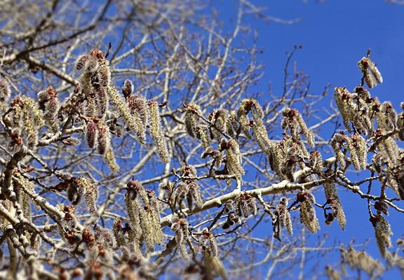 Palest green twigs and branches with dark markings against a blue sky. From twig tips hang clusters of aspen catkins. Emerging from shiny brown bud cases, they start as silver brushes, extending to silver/pewter dangling caterpillars with red buds showing throught the hairs, then extending further and paling as the reddish tiny buds open to show miniscule golden flowers casting their pollen to wind. Those hanging in front in this view are fully extended and wind blown slightly sideways; they adorn a branch going from left to right making a band of catkins across the centre. above and below, other branches are a bit farther back with more blue sky showing.