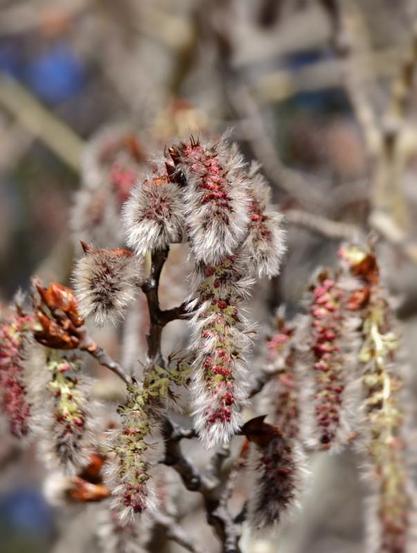 A shadowed knobby twig rises in the centre, with numerous dangling catkins in various stages. Emerging from shiny brown bud cases, they start as silver brushes, extending to silver/pewter dangling caterpillars with red buds showing through the hairs, then extending further and paling as the reddish tiny buds open to show miniscule golden flowers casting their pollen to wind. Tangled pale branches in the background allow glimpses of the blue sky beyond.