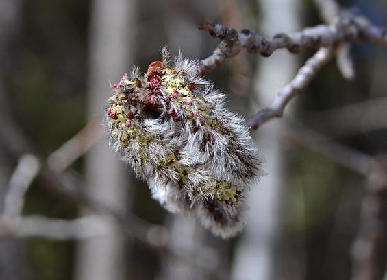 A cluster of catkins dangle blowing in the breeze from a knobby pale dark marked twig, against a pale and grey blurred background of twigs and trunks. Emerging from shiny brown bud cases, they start as silver brushes, extending to silver/pewter dangling caterpillars with red buds showing through the hairs, then extending further and paling as the reddish tiny buds open to show miniscule golden flowers casting their pollen to wind. These are half to not quite fully extended.