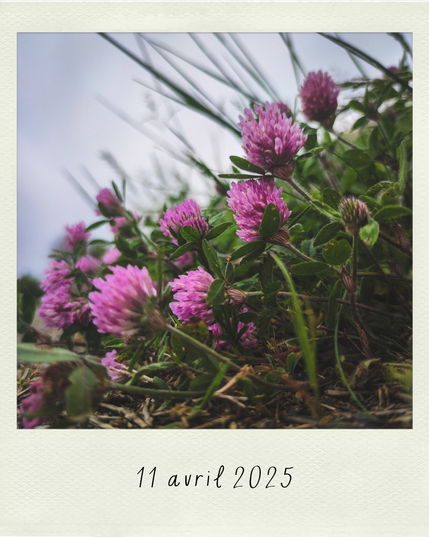 des trèfles mauves vus du sol