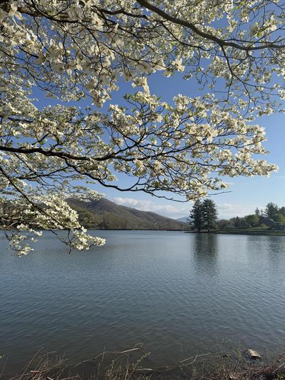 A picture of a blooming white dogwood tree on the eastern bank of Lake Junaluska in WNC.  The sun was well up by now, and lighting everything vigorously, including the water.  The tree itself is full of those handsome white blossoms, which are highlighted agains the blue sky and the water itself.  On the other side of the lake one can see a small mountain/hill, and various trees down to the waterline.

We walked the figure-8 of the lake, which took us a meandering hour twenty this morning.  It's basically an excuse for the next photo...