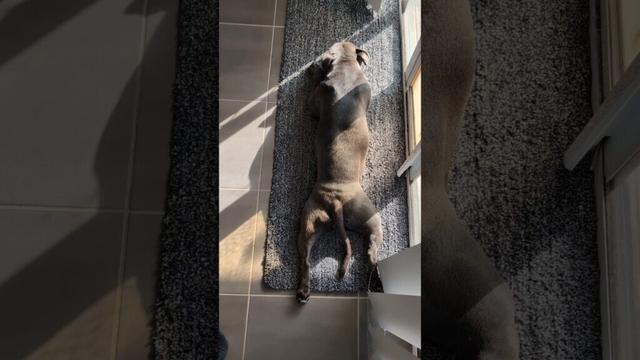 Look At Those Staffy Drumsticks 🍗☀ #sploot #bluestaffy #dog #englishstaffy