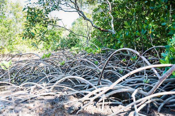 A confusion and profusion of aerial mangrove roots, all looking like partly buried hula-hoops. That is, constant diameter wood, and curved as parts of a circular arc. Above the roots is the foliage of a mangrove.