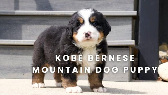 Kobe Our Available Bernese Mountain Dog Puppy Here at Mountain Dog Companion!