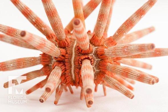 New #Urchin (Actonocidaris new species) from the Western Pacific
"Humans just don’t encounter these animals and the reason is that they live inside the reef."