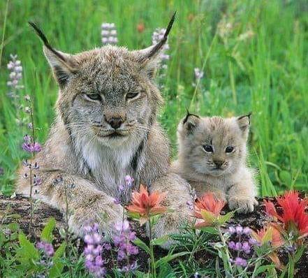 Canada Linx with kit in field of grass and wildflowers