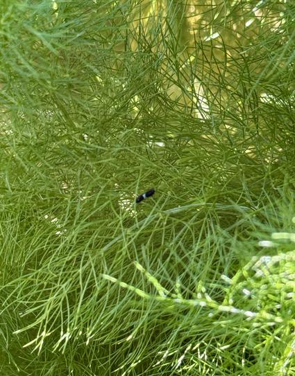 Tiny swallowtail caterpillar (center) resting in fine fennel fronds