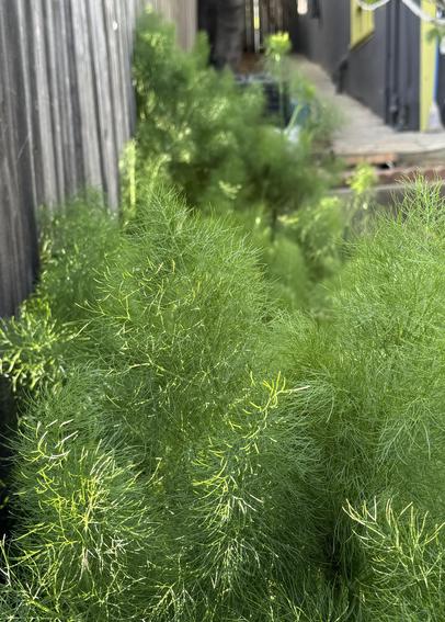 Fennel patch at the side of my garden planted as an anise swallowtail habitat