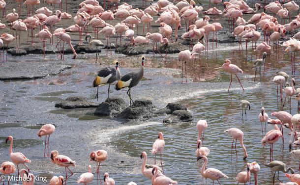 Flamingos surround but avoid a pair of grey-crowned cranes