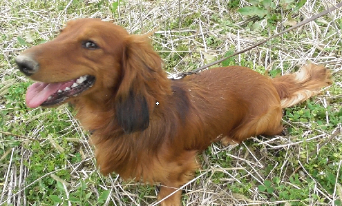 Krios sitting in grass,
head up, looking into the camera, 
mouth open, tongue a bit out 
smiling after successful digging for mouse nest
nose still covered with soil