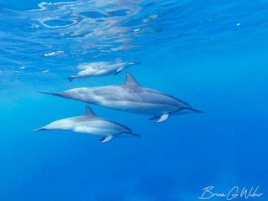 Three dolphins swim close by on a dive in Kona, Hawaii back in 2015. The one at the surface appears is a baby!