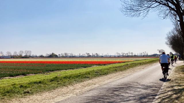 Colourful tulip fields
