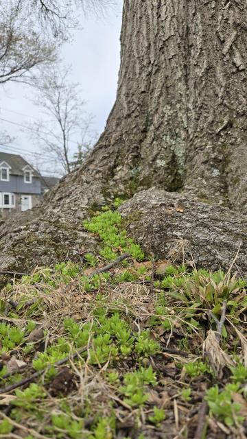 Vibrant, light green sedum growing around the roots of a large oak tree. There is some brown stalks of last year's grass and some twigs in the foreground mixed in with the sedum. There is some dark green moss slightly higher up the trunk in the northern (right hand) side of the trunks crevasses. On the left, there is a gray, cloudy sky and a blue single family house somewhat blurry from being out of focus.