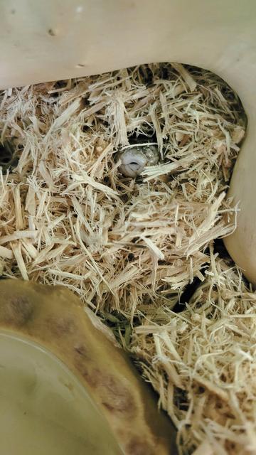 A cute snake snoot sprouting from shredded aspen substrate. (Grey ratsnake, Pantherophis spiloides)