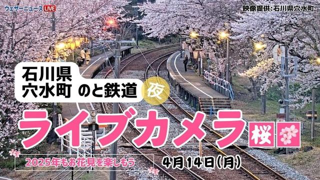 【夜桜ライブカメラ】ソメイヨシノ／「石川県穴水町 のと鉄道」ライブカメラより/Cherry Blossom Live Camera　 2025年4月14日(月)  #桜  #さくら #ソメイヨシノ