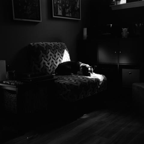 A Boston Terrier on an armless chair, laying in the one spot of afternoon sun coming through a small window