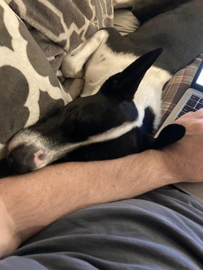 Rufus the black and white cattle dog mix is laying next to me on the couch, with his face smooshed into my arm. My laptop is open and I'm attempting to write while also trying not to wake him up.
