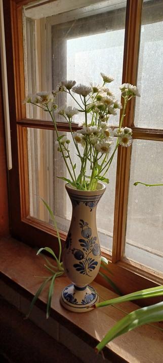 A slender white vase with an indigo pattern painted onto it holds several stems of flea bane on a wooden window-sill. The late afternoon sun is streaming through the window lighting the flowers and vase perfectly. There's a spider plant tendril sneaking past the vase for a botanical photo bomb.