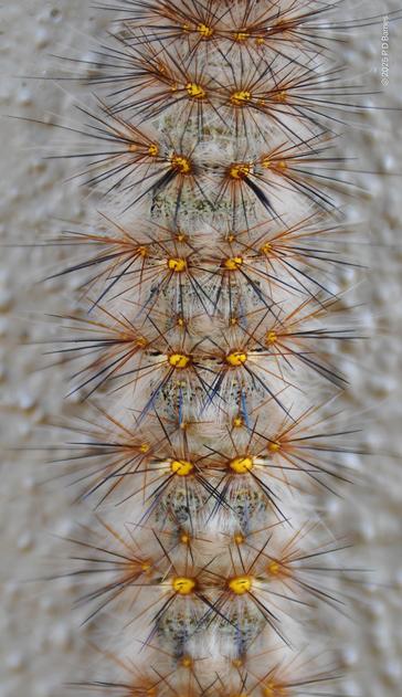 An extreme closeup of a hairy caterpillar (possibly Chelepteryx spp.). Around its circumference at regular intervals is a repeating pattern of raised bright yellow dots from which sprout thickets of long black and orange spines.