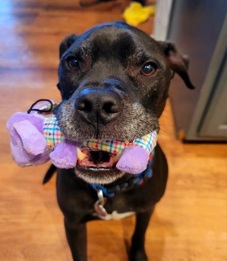 A close-up, high-angle shot shows a medium-sized, short-haired Labrador mix black dog holding a colorful stuffed toy in its mouth. The dog faces the camera directly, its head tilted slightly to the right. Its eyes are a warm, medium brown, and its expression appears eager and playful. The dog has a somewhat square-shaped head with slightly floppy ears that fold forward. Its muzzle is mostly black with some visible graying, particularly around the mouth and chin. A small patch of white fur is visible on its chest.

The stuffed toy in its mouth is a light purple color with a colorful plaid pattern around its neck area. The toy appears to be soft and plush.

The background is slightly out of focus, but reveals a wooden floor with light brown planks and a hint of a gray cabinet in the upper right corner. A blurry yellow dog toy is also visible in the upper background. The lighting appears to be indoor and fairly bright, illuminating the dog's features clearly.