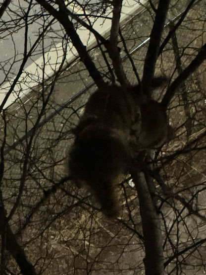 Three #TrashPandas up a tree in downtown #Toronto