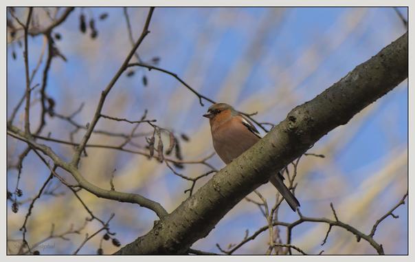 Ein Vogel sitzt auf einem Ast vor einem blauen Himmel, umgeben von dünnen Ästen. Der Vogel hat ein weiches, bräunliches Gefieder mit einem Hauch von Orange.

A bird perched on a branch against a blue sky, surrounded by thin tree branches. The bird has a soft, brownish plumage with hints of orange.