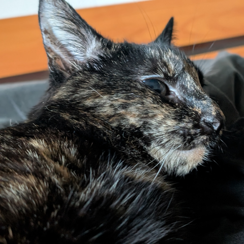 A picture of the head of a tortoiseshell cat that's lying on the bed. She is looking to the right.