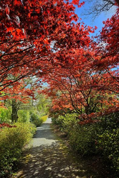 A winding gravel path leads through a lush garden, framed by vibrant red Japanese maple trees overhead, creating a canopy of fiery foliage against a backdrop of glimpses of blue sky