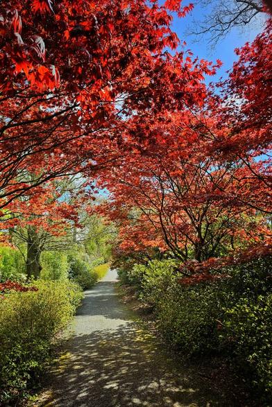 A winding gravel path leads through a lush garden, framed by vibrant red Japanese maple trees overhead, creating a canopy of fiery foliage against a backdrop of glimpses of blue sky