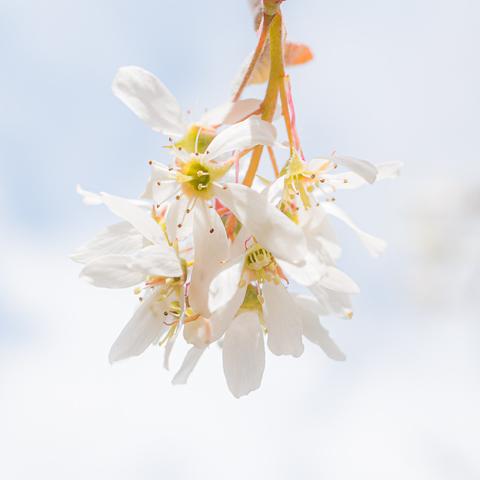 Blütentraube der Felsenbirne. Sehr hell, weiße Blüten von oben ins Bild hineinragend.