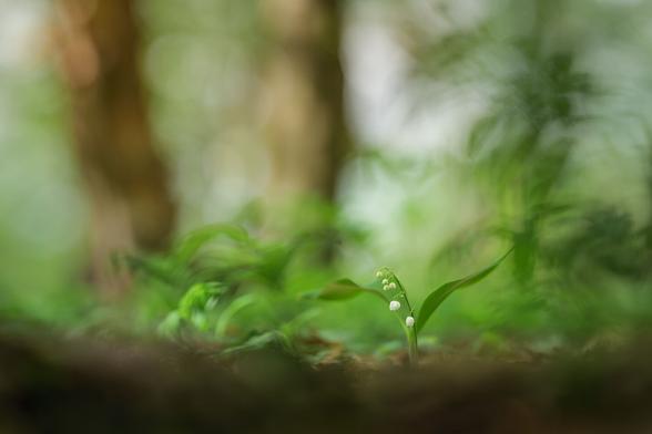 Ein Maiglöckchen in seiner Umgebung im Wald. Das Maiglöckchen ist scharf, die restliche Umgebung verschwindet in der Unschärfe, ist aber trotzdem mehr oder weniger strukturiert und erkennbar. Insgesamt ist grün die dominante Farbe.