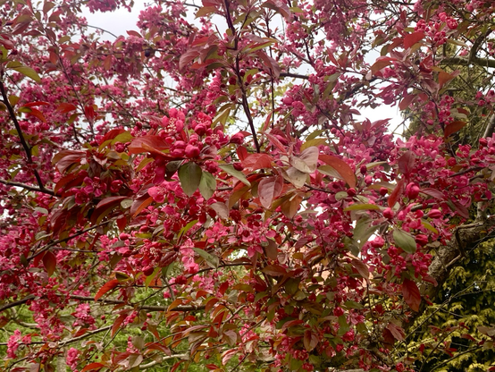 Ein rotblühender Strauch im Tischbein-Garten in Husum am 22.04.24. Ein Blütenmeer, leicht grauer Himmel schimmert durch.