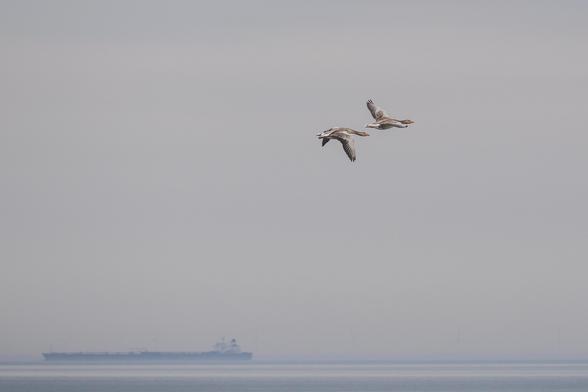Das Bild zeigt zwei Graugänse, die im Flug über einem nebelverhangenen Meer zu sehen sind. In der Ferne ist ein Schiff erkennbar. Die Farben sind gedämpft und die Atmosphäre wirkt ruhig und fast melancholisch.