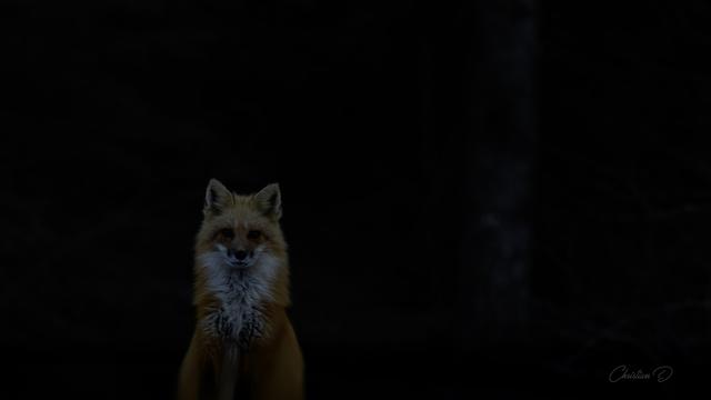 "Comme un veilleur, ce renard m'attendait à l'aurore..."
