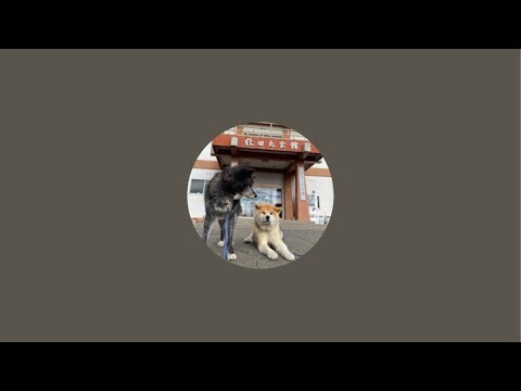 ひめちゃん配信！