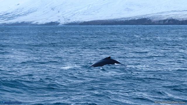 A colour photo of a seascape with a snowy coastline on the horizon. In the foreground, amongst the choppy waves, is the sleek black back of a whale, its dorsal fin above the water, showing its recognisable humpback.