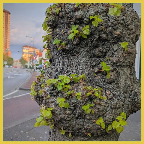 Small leaves on a tree trunk shows that spring has started