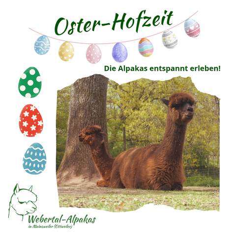 Das Ankündigungsbild zu unserer Oster-Hofzeit mit Ostereiern und zwei Alpakas drauf.