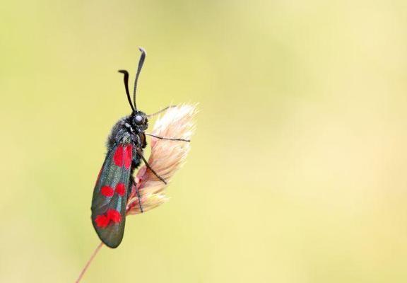 Die Meldungen von Insektenarten durch Bürgerinnen und Bürger stellen Datengrundlagen für Forschung und Naturschutzentscheidungen dar. Das abgebildete Sechsfleck-Widderchen war einst sehr verbreitet, ist aber durch die Intensivierung blütenreicher Wiesen und Weiden sowie intensive Pflege von Saumbereichen zunehmend seltener geworden.

Foto: Johannes Kamp