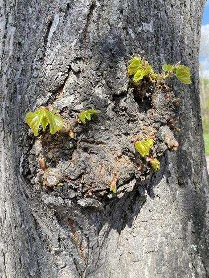 A close-up of the bark of a Lime tree.
In the centre there are very fresh leaves shining brightly and forming a smiling face together with the shape of the bark (knothole).
On the very right edge there are some more trees and the blue sky with white clouds.