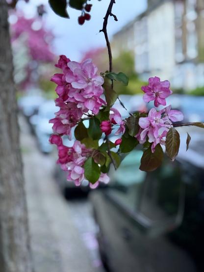 pink flowers on Leverton Street, Kentish Town.