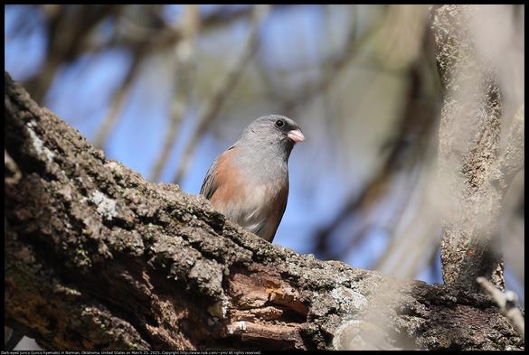 A Dark-eyed Junco (Junco hyemalis) was standing on a branch of an oak tree in Norman, Oklahoma, United States on March 25, 2025.