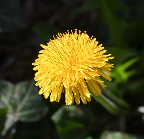 A bright yellow dandelion flower against a blurred green background.