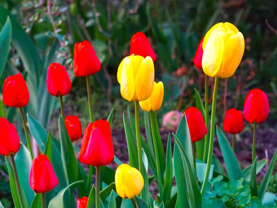 gelbe und  rote Tulpenblüten