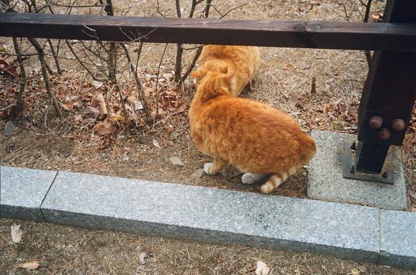 나무 울타리 아래에서 노란 고양이 두 마리가 이야기하듯 얼굴을 맞대고 있다.