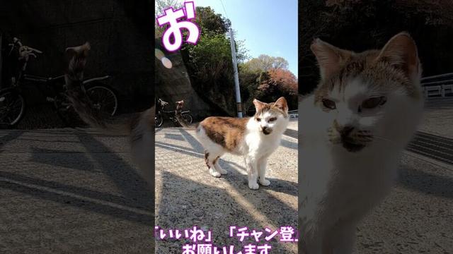 猫」「CAT & PEACE」 #cat #straycat #ねこ動画 #ねこ #猫動画　#猫好きさんと繋がりたい