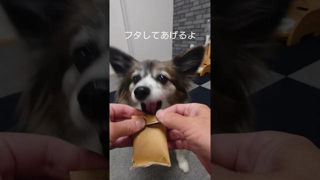トイペの芯はおやつ入れにちょうどイイ #犬のおやつ #犬のいる生活 #パピヨン